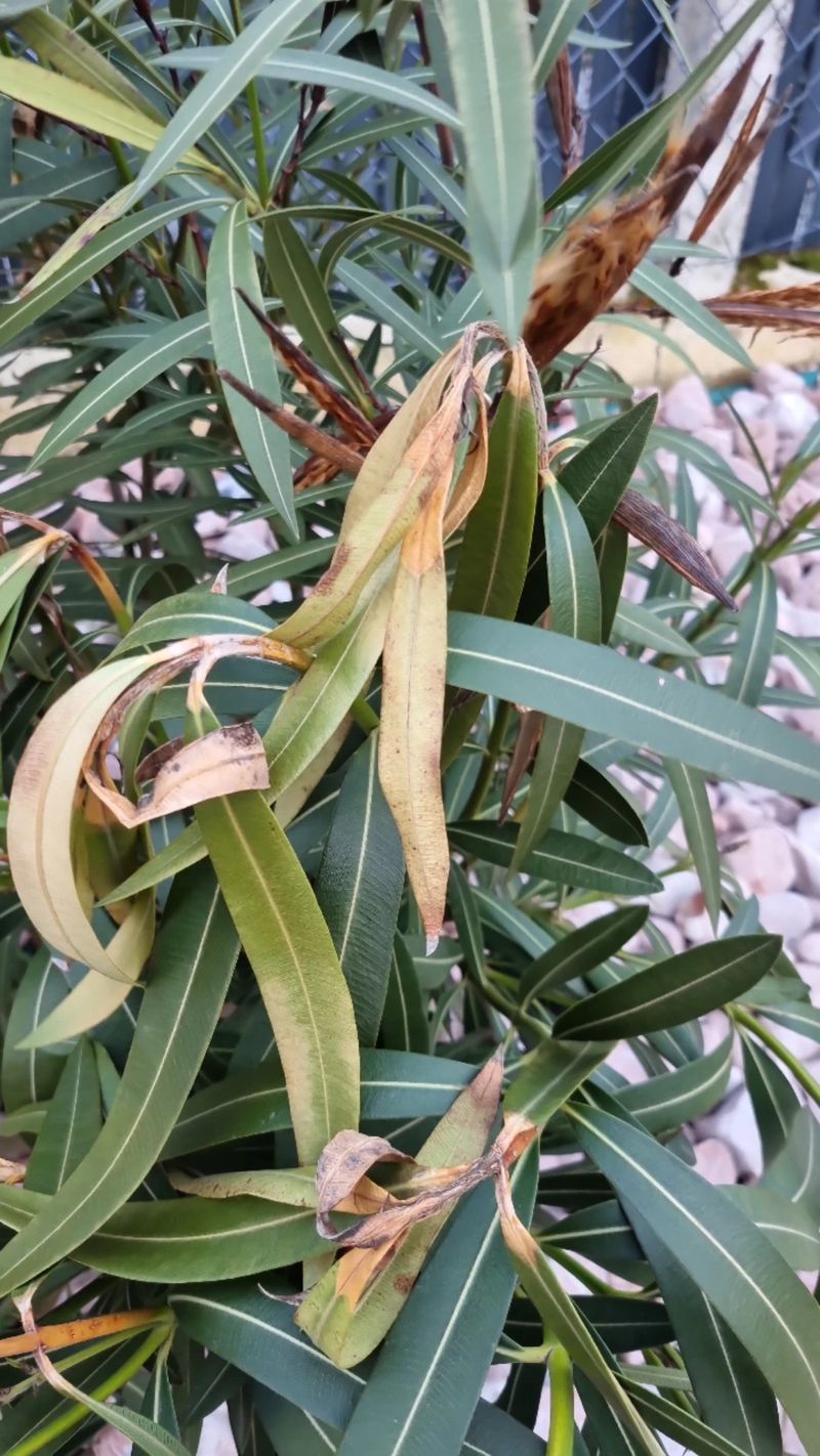 Oleander Leaf Scorch Has Become A Growing Problem