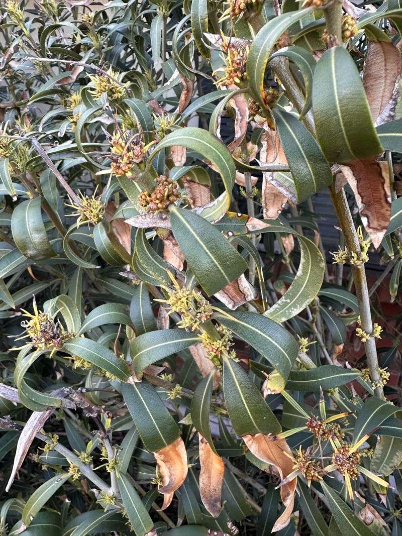 Oleander Leaf Scorch Starts On Branches