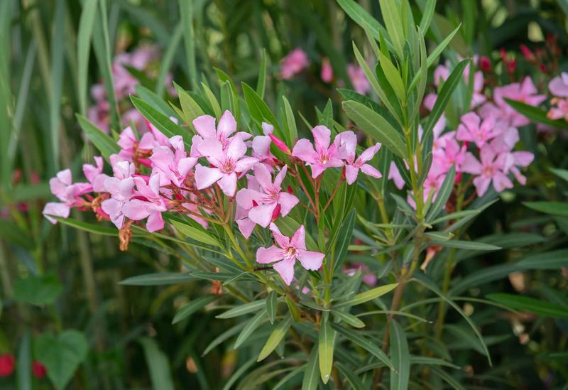 Oleander Looks Like A Regular Hedge Until You Know The Risk