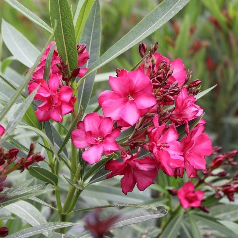 Oleander Looks Stunning But Be Careful