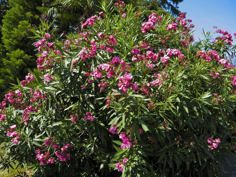Oleander Responds Better To Thinning Than Shearing Oleander Responds Better To Thinning Than Shearing