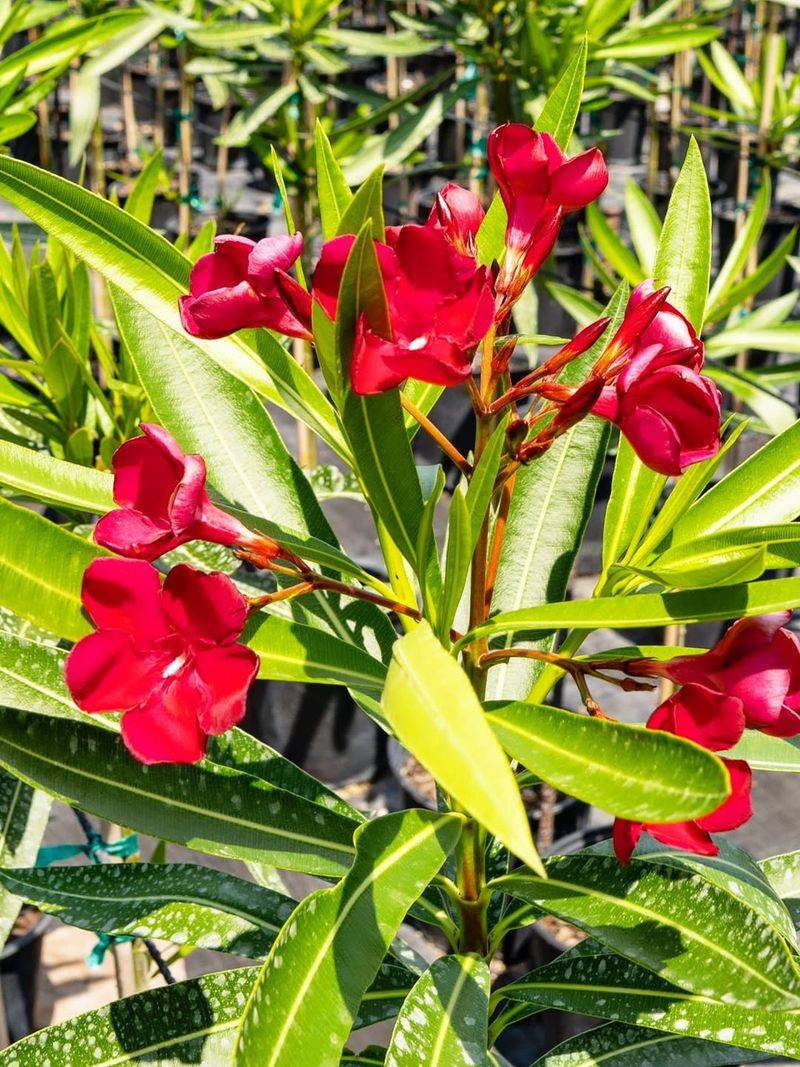 Oleander Oleander