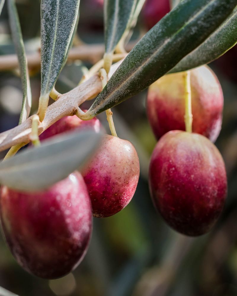 Olive Trees Bring Fruit And Serious Heat Tolerance