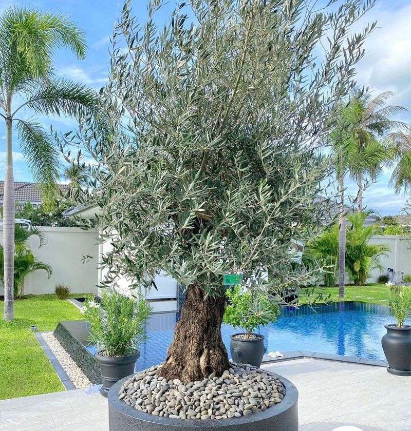 Olive Trees Offer Silvery Foliage With Edible Rewards Olive Trees Offer Silvery Foliage With Edible Rewards