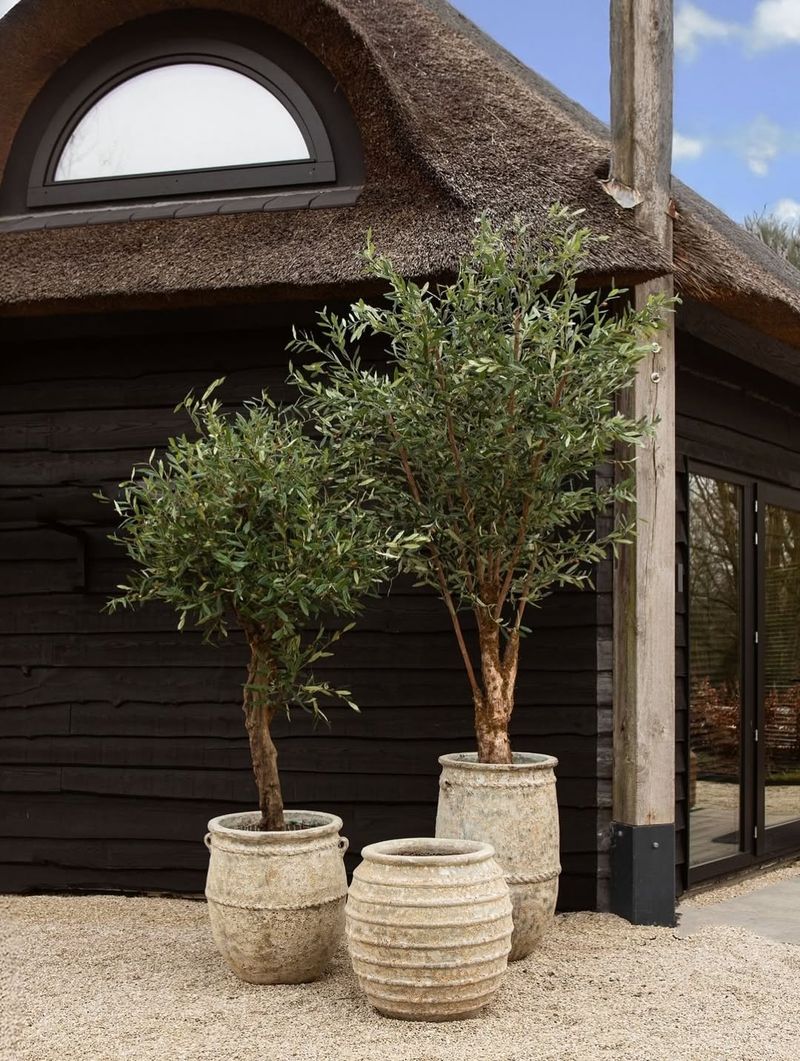 Olive Trees Thrive In Hot Dry Conditions
