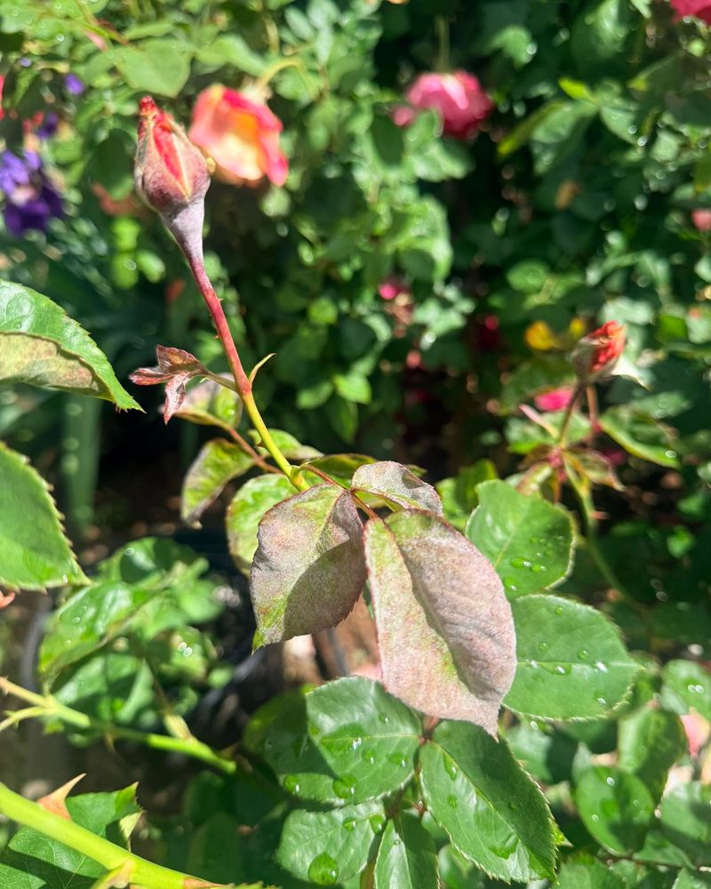On Older Leaves At The Bottom Of Plants On Older Leaves At The Bottom Of Plants