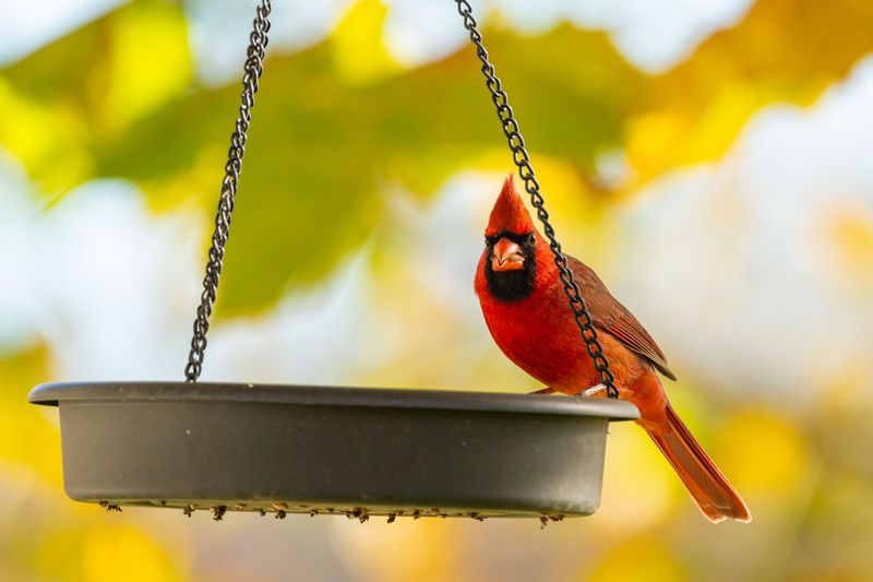 Once A Cardinal Finds Your Yard, It Tends To Stay Once A Cardinal Finds Your Yard, It Tends To Stay
