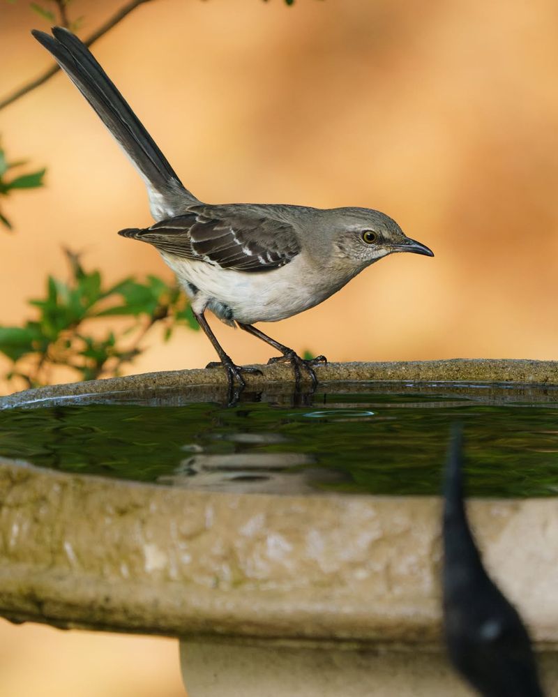 One Bird Keeps Returning To The Same Perch One Bird Keeps Returning To The Same Perch