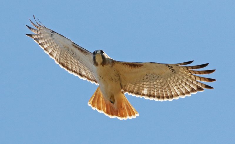 One Circling Hawk Points To A Working Food Web One Circling Hawk Points To A Working Food Web