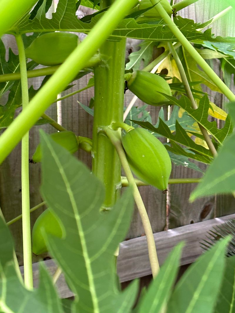 One Cold Night Can Undo A Whole Season Of Growth