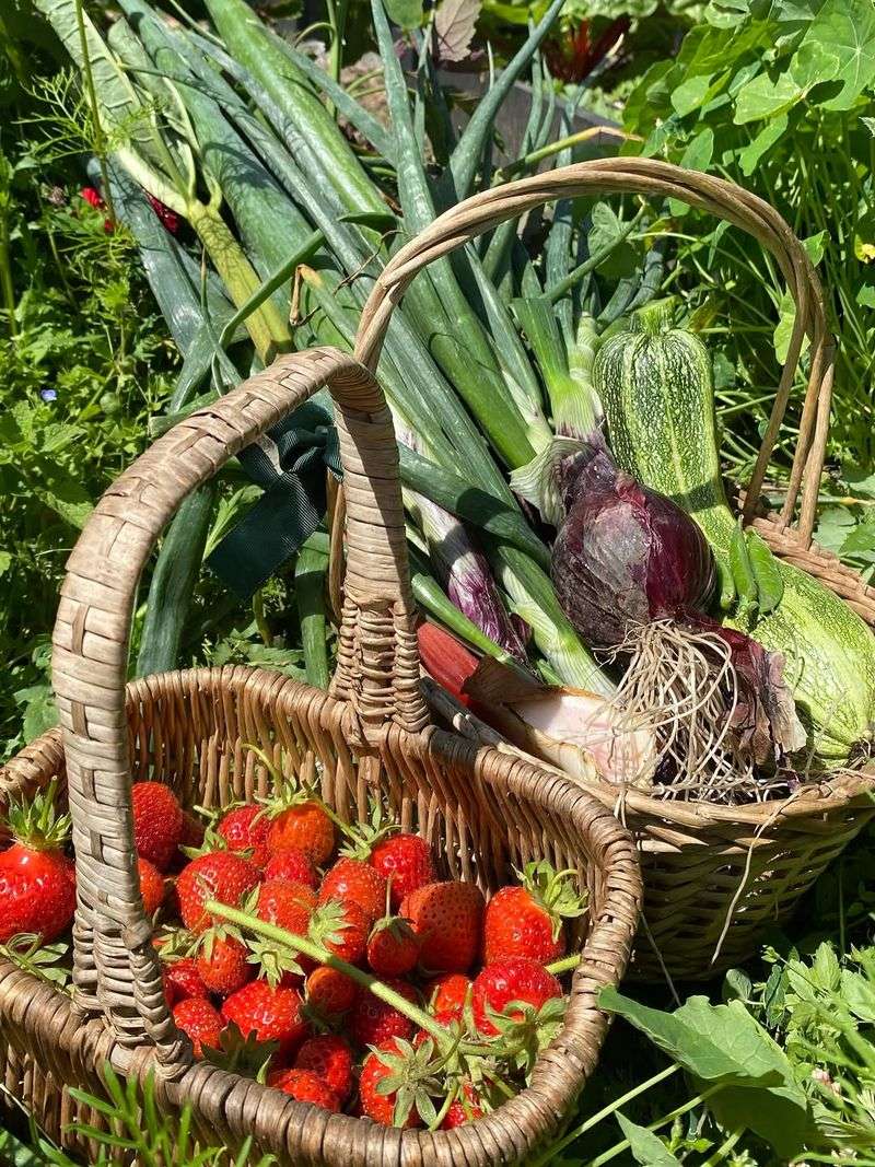 One Grocery Purchase Can Create More Than One Harvest