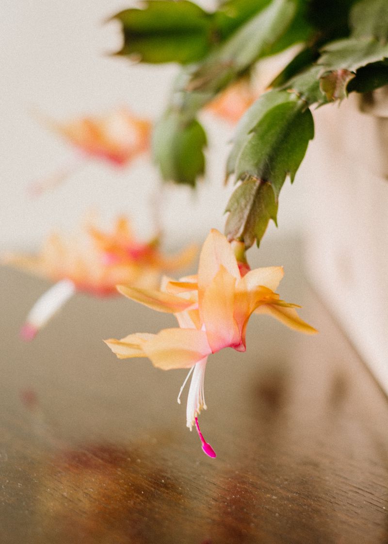 One Habit That Quietly Weakens Your Christmas Cactus During Summer