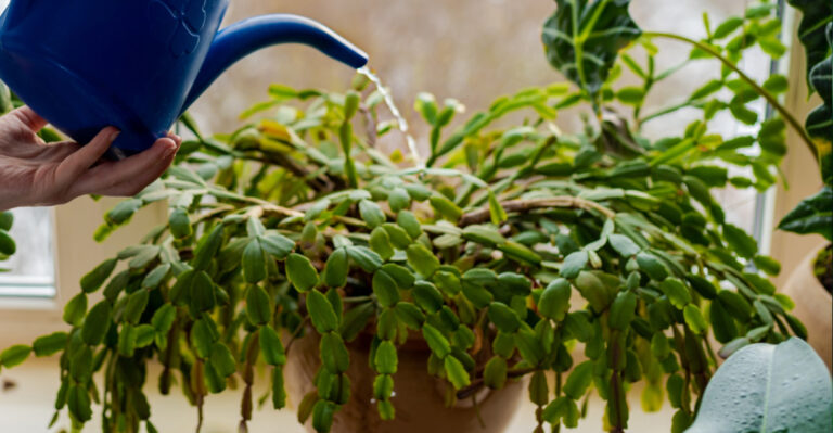 One Habit That Quietly Weakens Your Christmas Cactus During Summer