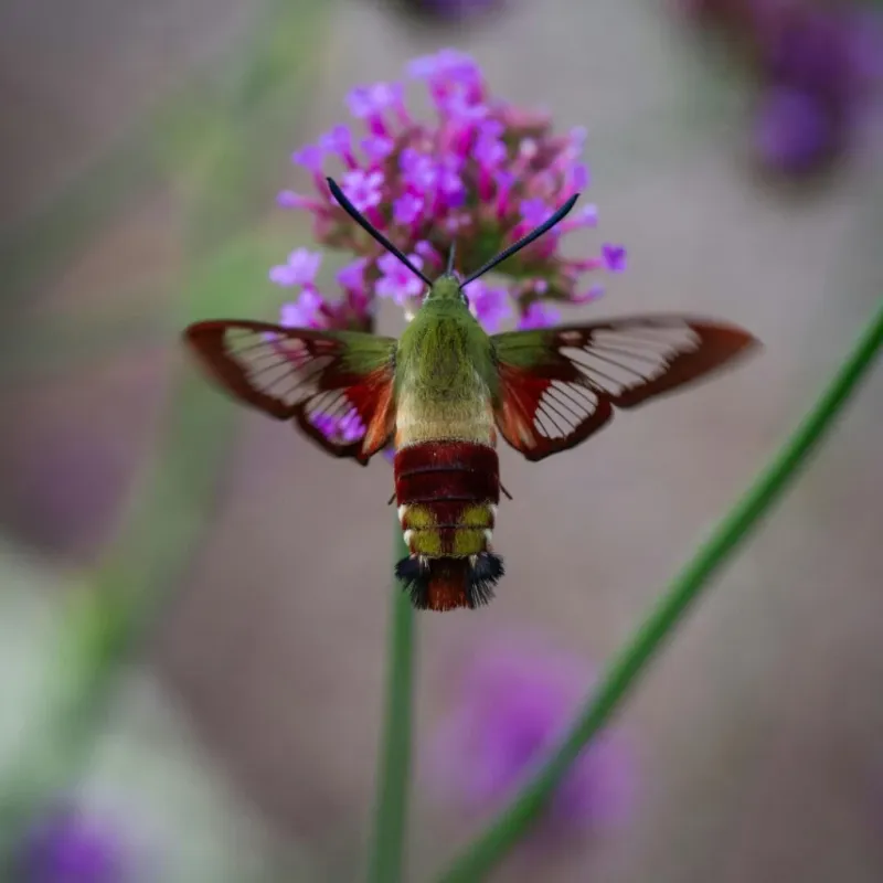 One Hovering Moth Points To A Garden Full Of Life One Hovering Moth Points To A Garden Full Of Life