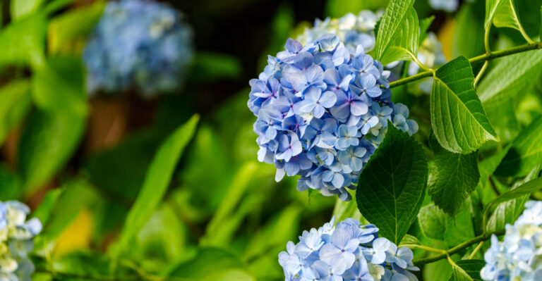 One June Mistake That Could Ruin Virginia Hydrangeas Before Summer Ends