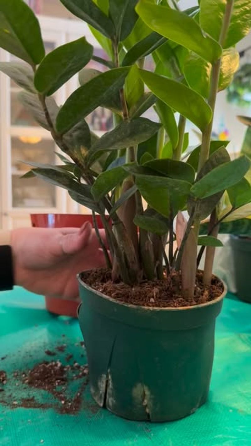 One Of The Few Houseplants That Does Not Beg For Fertilizer