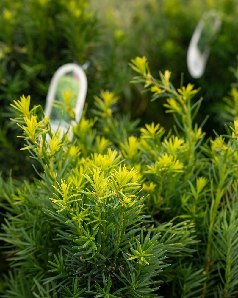 One Of The Most Planted Shrubs In The Midwest Yet Few Know The Risk One Of The Most Planted Shrubs In The Midwest Yet Few Know The Risk