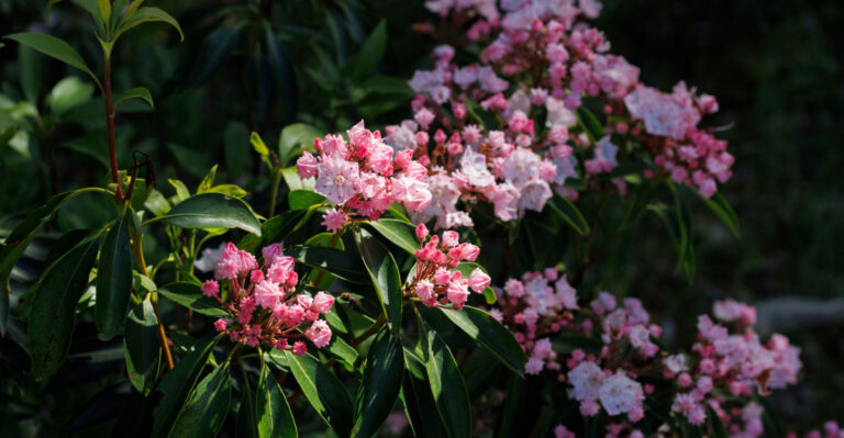 One Of Virginia’s Most Attractive Shrubs Is Also One Of Its Most Toxic