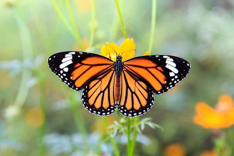 One Orange Visitor Can Point To A Bigger Journey One Orange Visitor Can Point To A Bigger Journey