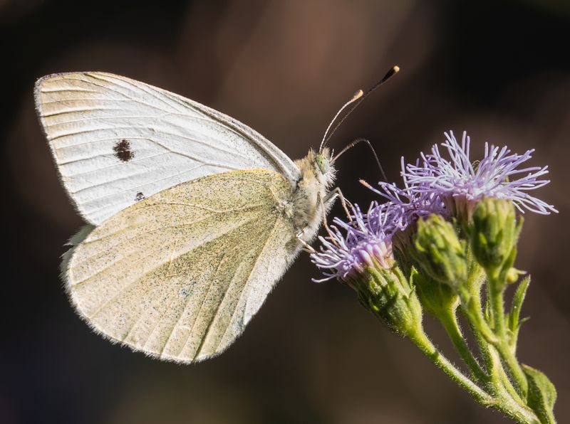 One Pale Visitor Points To A Garden That Works After Dark