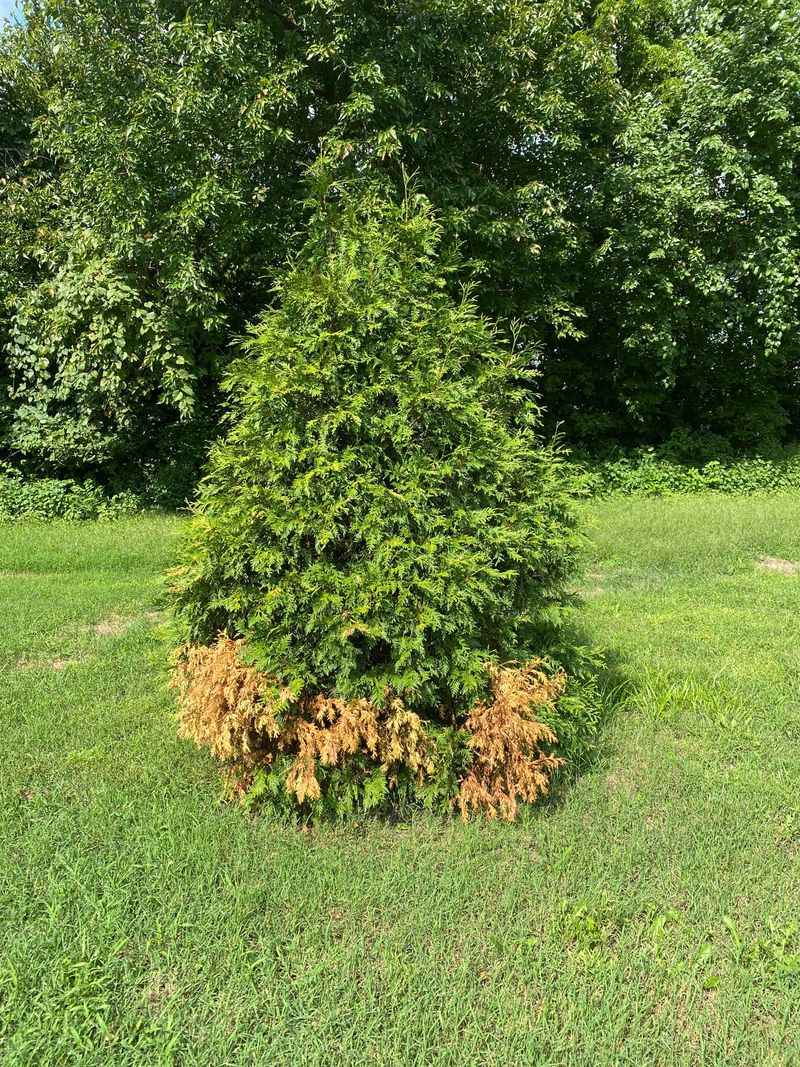 One Planting Looks Too Uniform