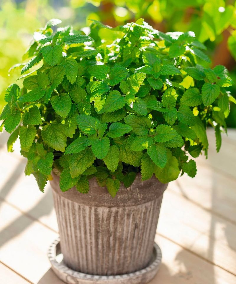 One Pot Keeps It Neat And Under Control