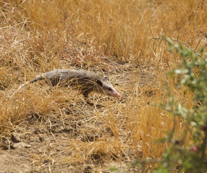 One Visit Does Not Mean Your Yard Is Infested