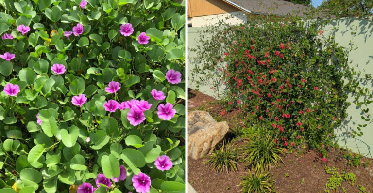 One Wrong Cut Can Cost A Florida Vine Its Entire Bloom Season, Here Is How To Avoid It
