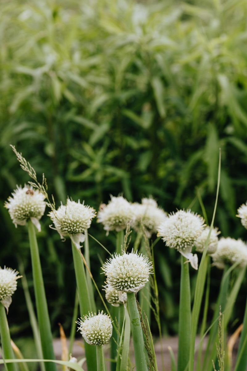 Onion And Chives
