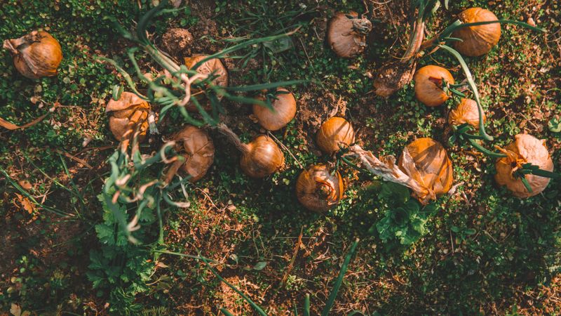 Onions Earn Their Place Outside The Kitchen Too