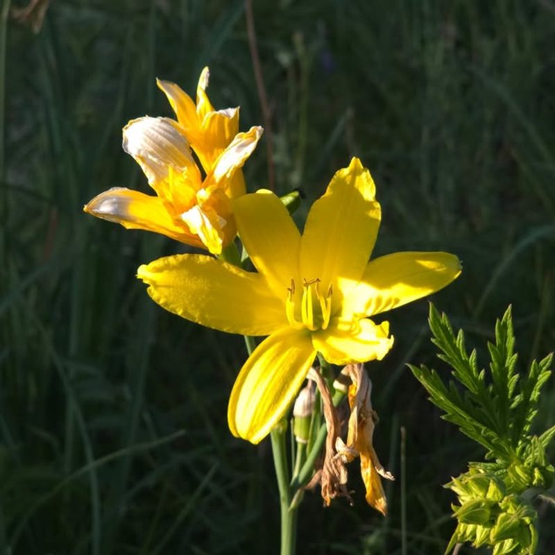 Only Eat Confirmed Edible Daylily Varieties Only Eat Confirmed Edible Daylily Varieties