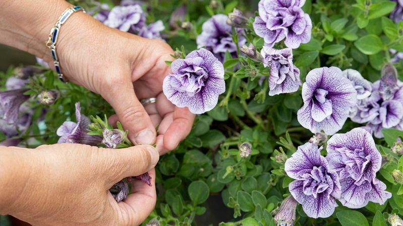 Only Removing Petals Instead Of The Whole Flower