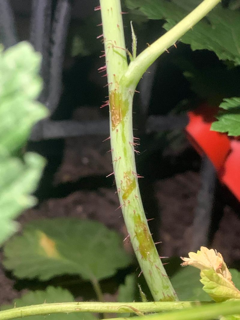 Oozing Or Discolored Stem Tissue