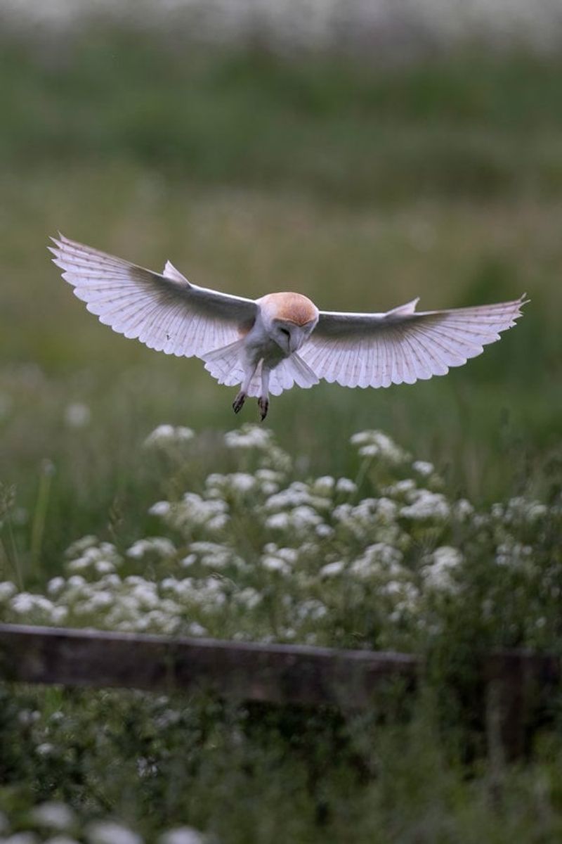 Open Areas May Be Attracting Barn Owls Open Areas May Be Attracting Barn Owls
