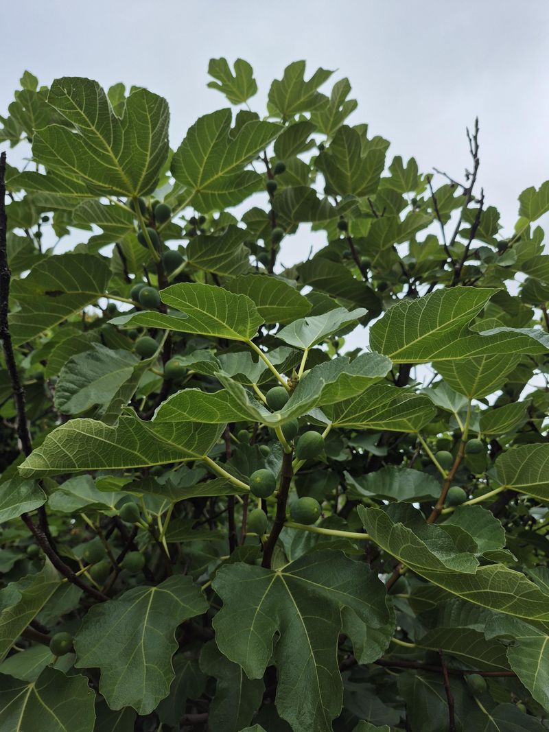 Open Bush Pruning Keeps Trees Manageable Open Bush Pruning Keeps Trees Manageable