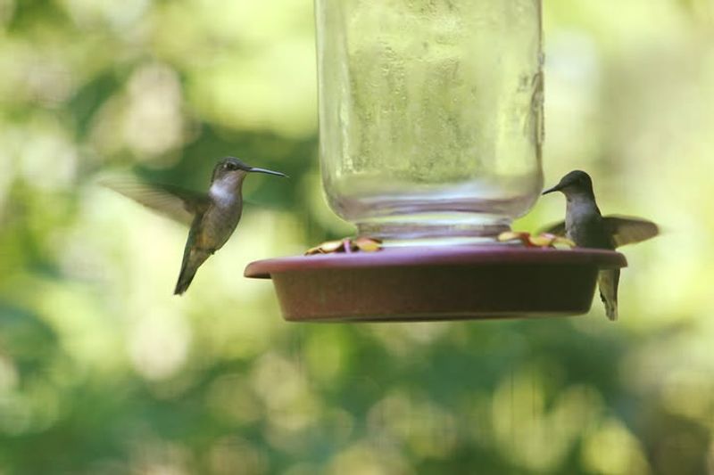Open, Exposed Feeders Leave Them Feeling Vulnerable Open, Exposed Feeders Leave Them Feeling Vulnerable