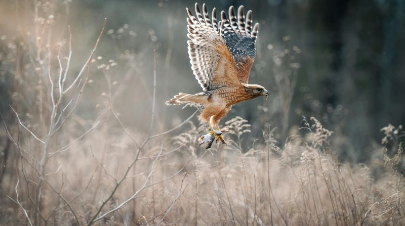 Open Lawn Gives Clear Sightlines For Hunting