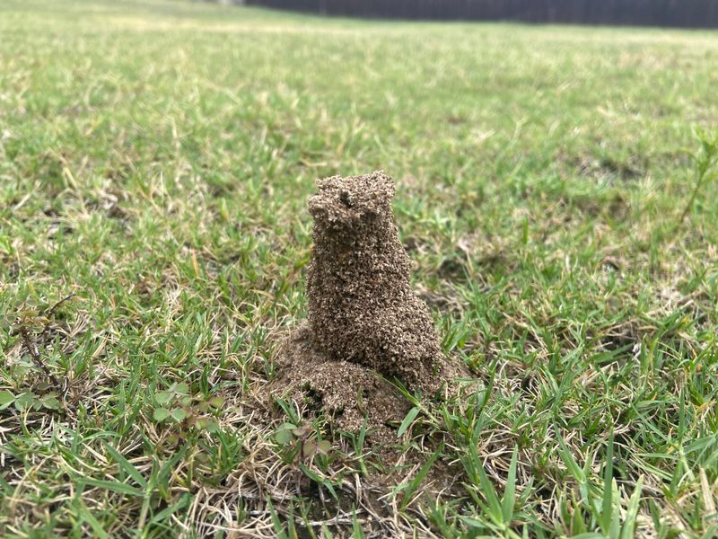 Open Lawns And Sunny Spots Attract Mounds