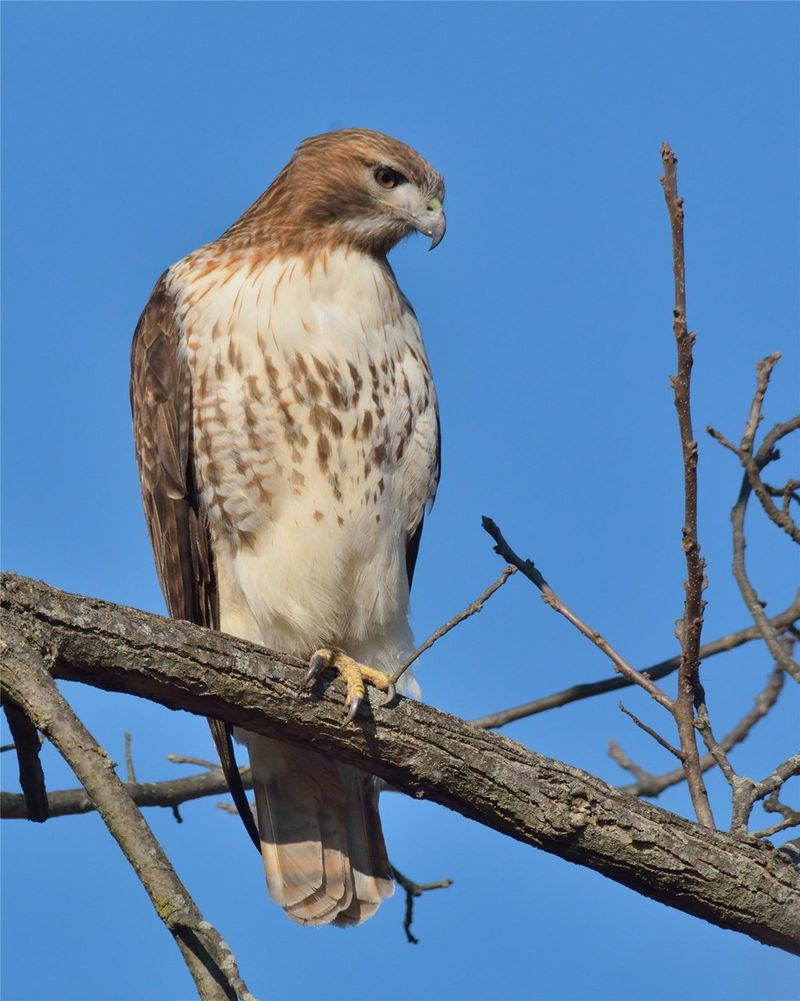 Open Lawns Give Hawks A Clear View For Hunting Open Lawns Give Hawks A Clear View For Hunting