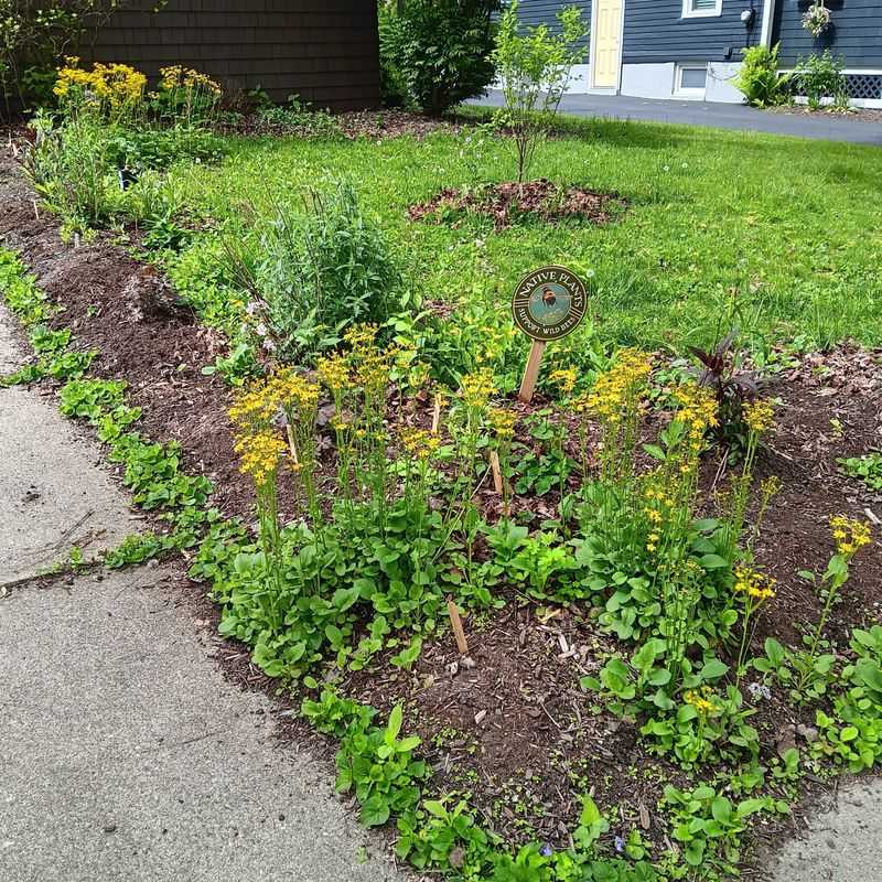 Open Mulch Areas Shrink Over Time Open Mulch Areas Shrink Over Time