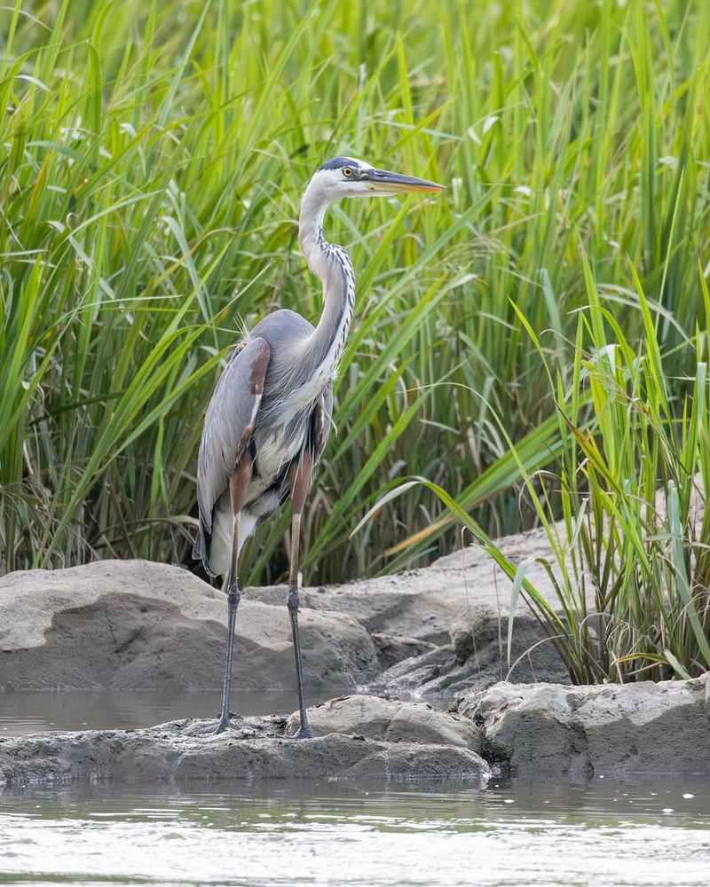 Open Pond Edges Give Them Room To Stand