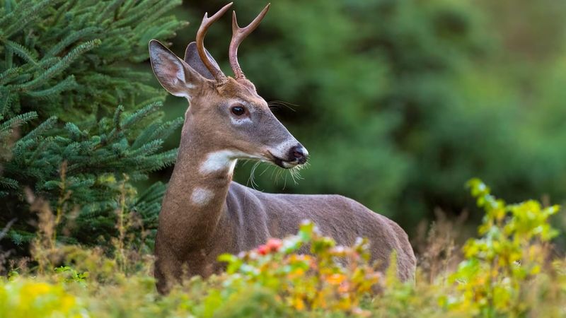 Open Side Yards Give Deer A Free Corridor
