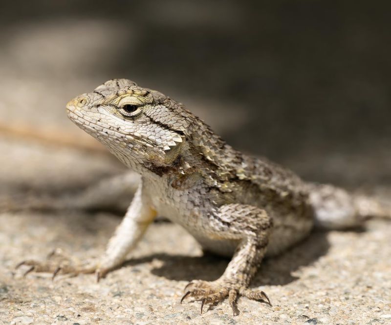 Open Soil Patches Give Lizards Room To Hunt Open Soil Patches Give Lizards Room To Hunt