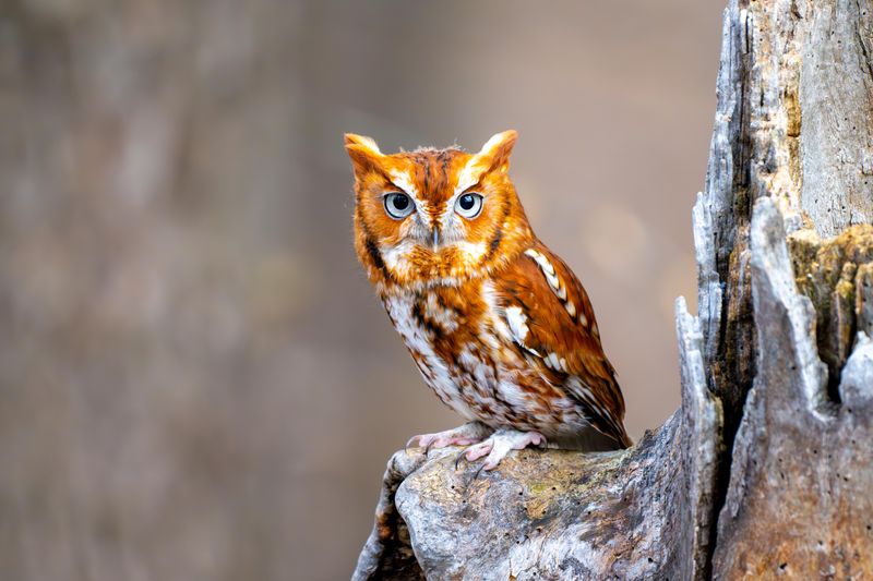 Open Spaces Give Owls Room To Hunt Open Spaces Give Owls Room To Hunt