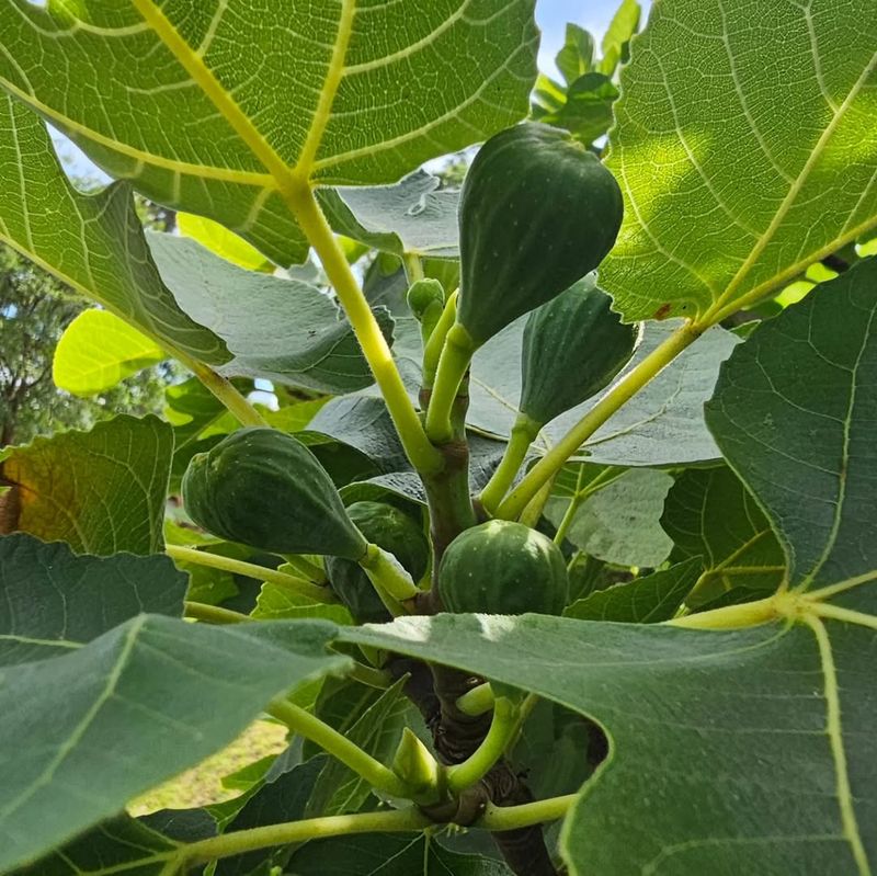 Open The Canopy For Better Air Movement