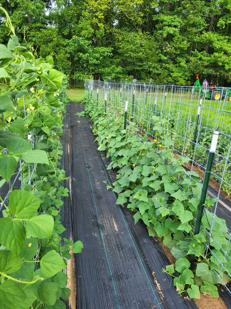 Open The Row After Heavy Rain Open The Row After Heavy Rain