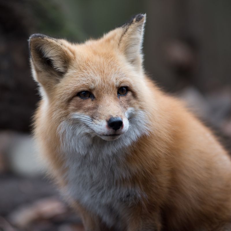 Open Trash And Fallen Fruit Can Keep Foxes Coming Back