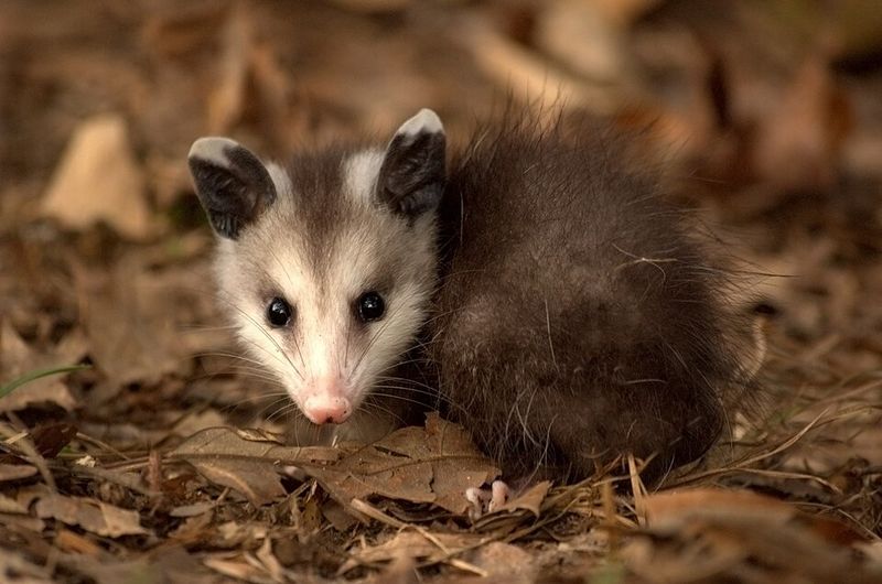 Opossums Deserve A Second Look In Tick Season