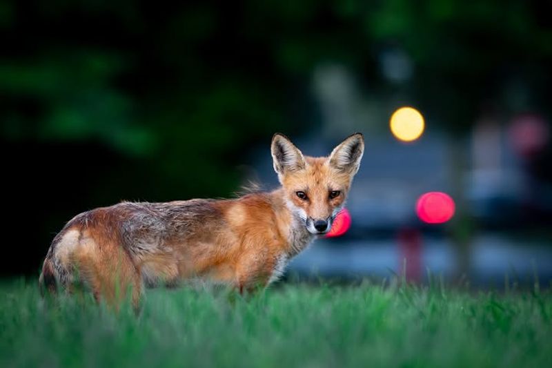 Opportunities For Wildlife Observation Opportunities For Wildlife Observation