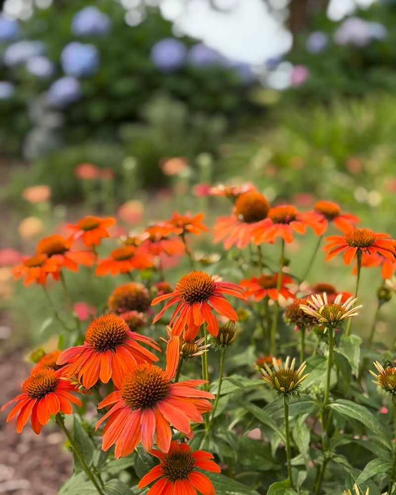Orange Coneflower Keeps Summer Color Going